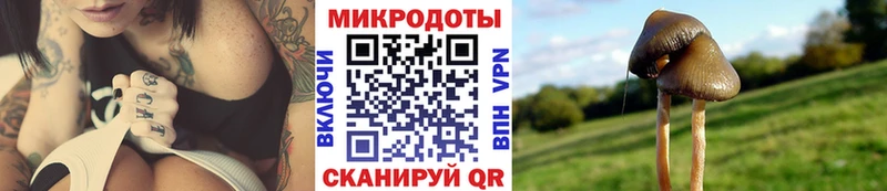 Псилоцибиновые грибы Psilocybe  Северо-Курильск 